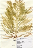 藏品(小果海膜)的圖片
